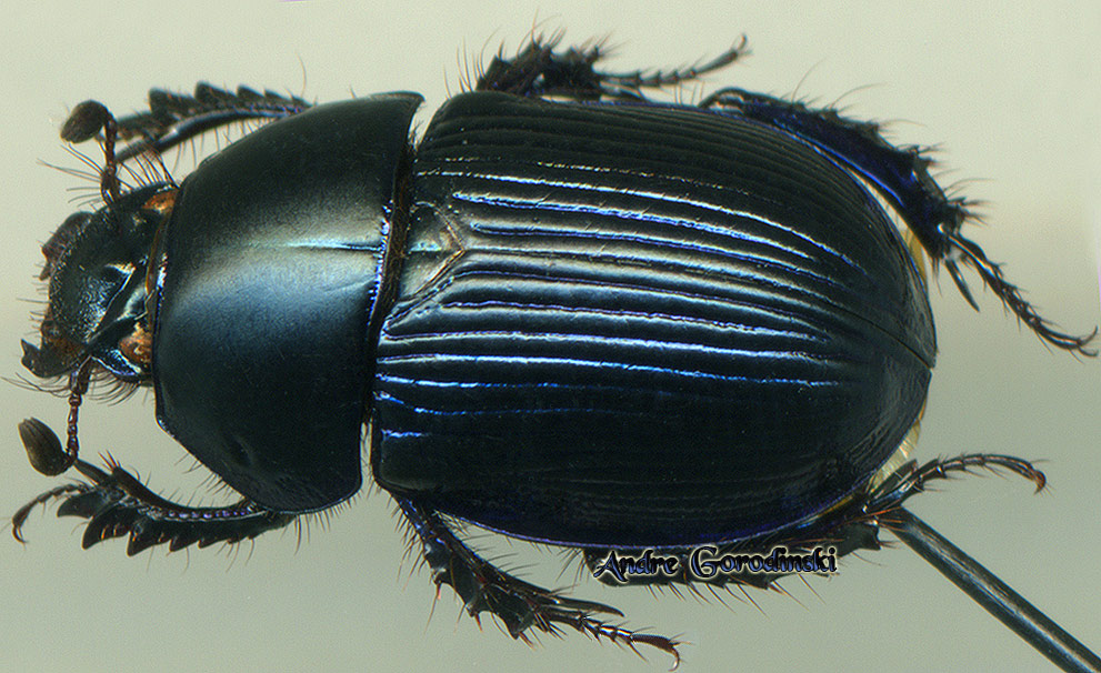 http://www.gorodinski.ru/geotrupes/Geotrupes metallescens.jpg